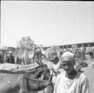 Kamelmarkt in Kairo, Ägypten