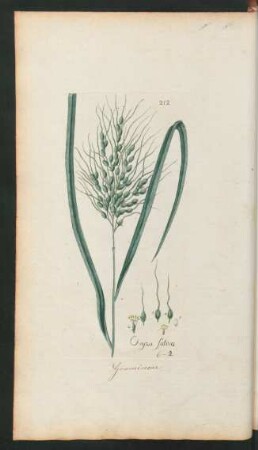 212. Oryza sativa