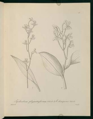 57r-57v, Epidendrum phgmatoylossum...