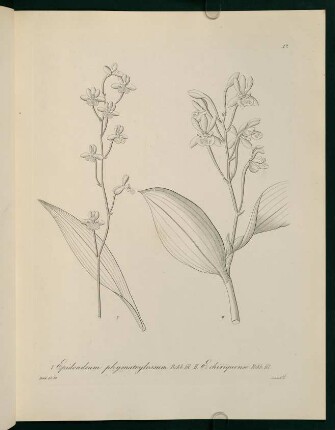 57r-57v, Epidendrum phgmatoylossum...