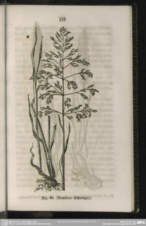 Fig. 45. (Gemeiner Schwingel)