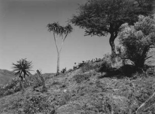 Savannenvegetation : Savannenvegetation im Hochland Südafrikas