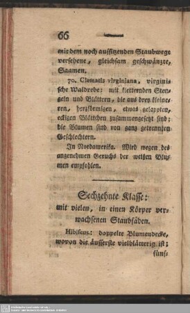 Sechzehnte Klasse: mit vielen, in einen Körper verwachsenen Staubfäden