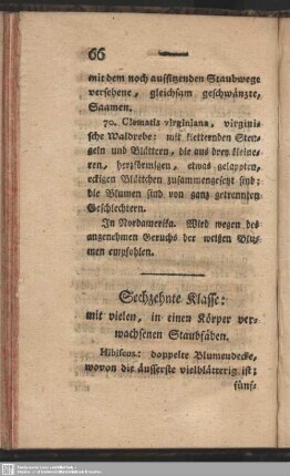 Sechzehnte Klasse: mit vielen, in einen Körper verwachsenen Staubfäden