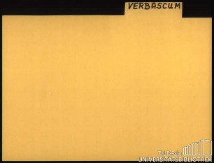 VERBASCUM