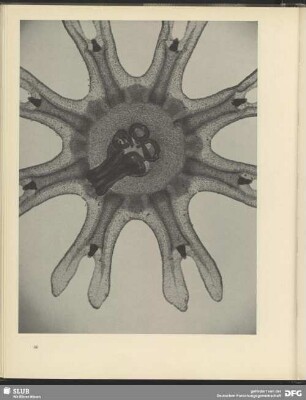 Urbild der Nautik. Schwebetier der Gewässer (junge Meduse). 50:1