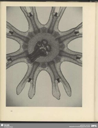 Urbild der Nautik. Schwebetier der Gewässer (junge Meduse). 50:1
