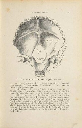 Die descriptive und topographische Anatomie des Menschen, 1. I: Knochen, Gelenke, Bänder. II: Muskeln, Fascien, Topographie. III: Sinneswerkzeuge