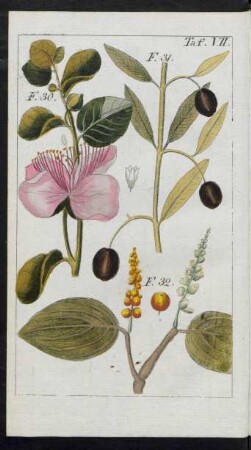 Taf. VII. Fig. 30. Der Kapernstrauch. Fig. 31. Der Oelbaum. Fig. 32. Die Pfefferstaude