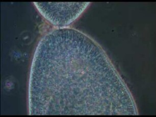 Morphologie, Teilung und Konjugation bei Paramecium