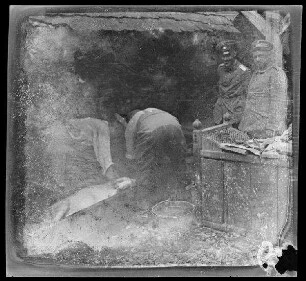 "Lustiges Schweineschlachten"