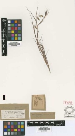 Anthistiria hookeri Griseb. [holotype]