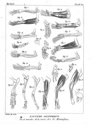 Pl. LX bis. Systême Anatomique. Os et muscles de la main chez les Mammiferes.