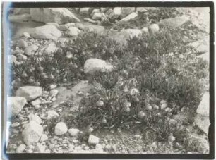 Gletscherbach am Pico del Norte bei 5000 m