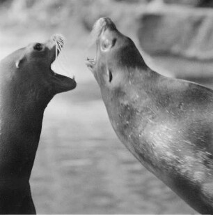 Zootiere. Zwei Seelöwen