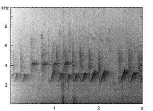 Kleiber | Sitta europaea - Gesang