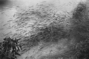 Heilige Fische : Gewässer mit Fischen