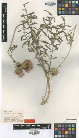 Centaurea davisii Wagenitz [isotype]