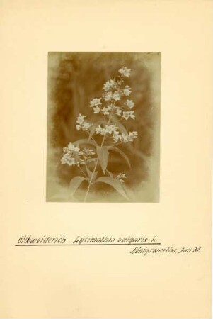 Königswartha, Gewöhnliche Gilbweiderich (Lysimachia vulgaris), auch Rispen-Gilbweiderich und Gewöhnlicher Felberich.