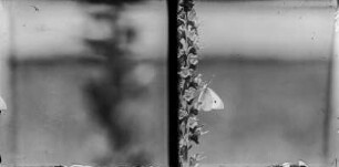 Schmetterling an einer Blüte : Schmetterling sitzt auf einer Blüte.