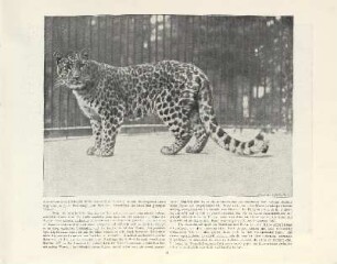 Mantschuren-Leopard