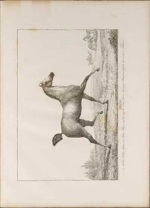Illustration: Artald. im Friedrich Wilhelms Gestüt, vom Araber Bayan ...