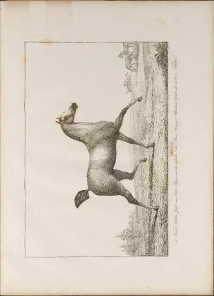 Illustration: Artald. im Friedrich Wilhelms Gestüt, vom Araber Bayan ...