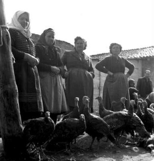 Plowdiw (Bulgarien). Wochenmarkt. Marktfrauen stehen neben einer Geflügelschar