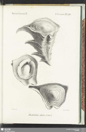 Pl. 569