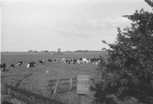 Auf der Bahnfahrt von Volendam nach Amsterdam : Weidelandschaft mit holländischem Schwarz-weiß-Vieh, kleiner Windmühle und Gehöft