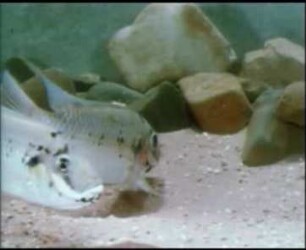Tilapia heudeloti (Cichlidae) - Balz