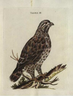 Tabvla. III.