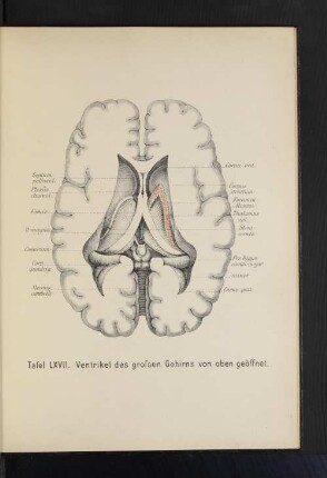 Tafel LXVII. Ventrikel des großen Gehirns von oben geöffnet.