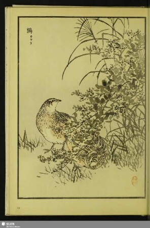 [Wachtel, Coturnix cortunix japonica Temm. u. Schleg.]