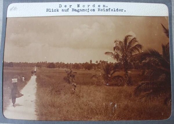 The north. View of Bagamojo's rice fields