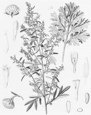 Wermut (Artemisia Absinthium), farbig : Geographie | Wirtschaftsgeographie | Reizmittel, aetherische Öle und Duftstoffe liefernde Pflanzen | Tabak, Arzneipflanzen und Ölpflanzen