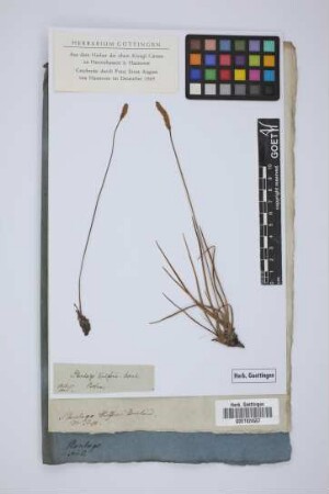 Plantago wulfenii Bernh.