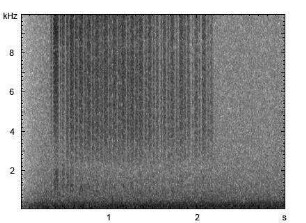 Kleiner Schmalbock | Stenurella melanura - Stridulation
