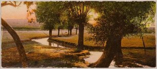 Weidenbäume am Bach