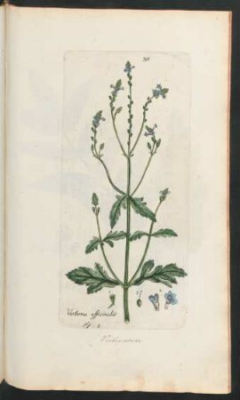 311. Verbena officinalis