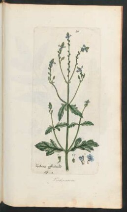 311. Verbena officinalis