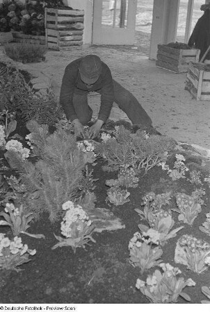 Anpflanzen von Blumen in einem Gewächshaus