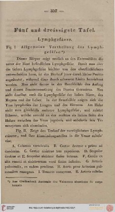 Fünf und dreissigste Tafel [Lymphgefässe]