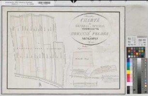 Lüdinghausen (Lüdinghausen), Teilung des Homannsfeldes und des Nienkamp, Brouillonkarte