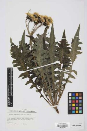 Sonchus canariensis (Sch.Bip.) Boulos