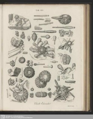 Tab. XXV. Chalk Echinidae