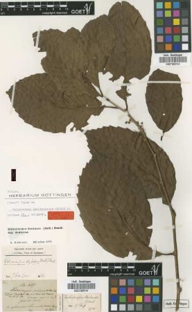 Delima dasyphylla Miq.