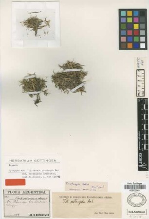 Tillandsia propinqua Gay var. rectangula Griseb.[syntype]
