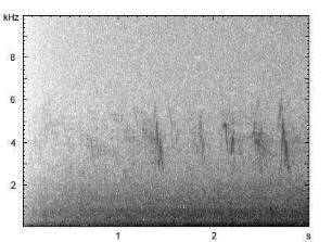 Buchfink | Fringilla coelebs - Gesang