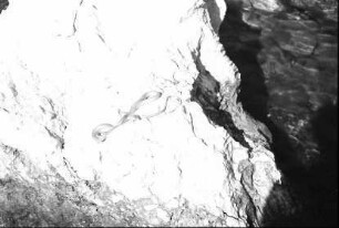 Ombla Bucht: Schlange auf Felsen in der Ombla Bucht